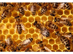 Дотація за наявність бджолосімей